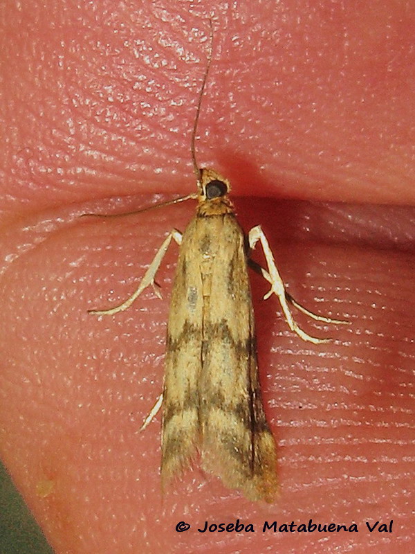 Homoeosoma sinuella - Pyralidae